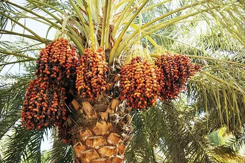 تصویر 2 از فروش خرما پیارم درجه یک صادراتی + قیمت خرید به صرفه